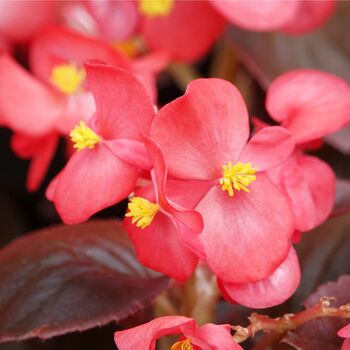 Begonia 'Organdy' Mix 20 X Plant Pack, 2 of 6