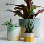 Pastel Concrete Pot With Succulent Or Cactus, thumbnail 2 of 5