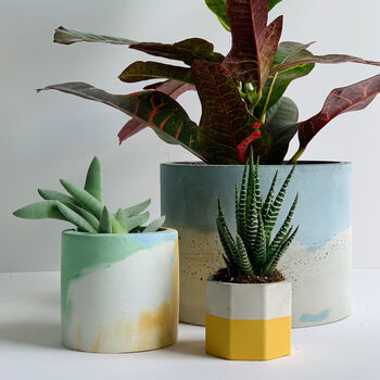 Pastel Concrete Pot With Succulent Or Cactus, 2 of 5