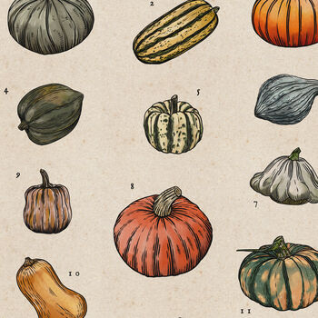 Pumpkin And Squash Artwork Print, 4 of 8