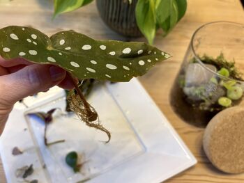 Houseplant Propagation And Terrarium Workshop For Two, Manchester, 10 of 11