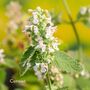 Grow Your Own Cottage Garden Flower Seeds, thumbnail 5 of 7