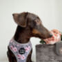 Secret Garden Floral Dog Harness, thumbnail 4 of 7