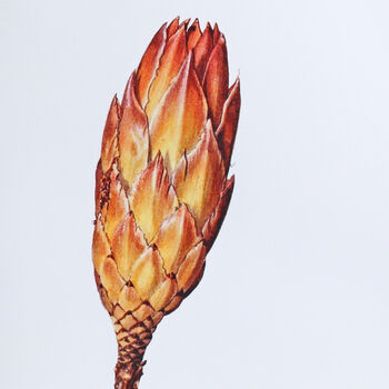 Card With Protea Bud Illustration, 3 of 3
