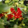 Redcurrant Plants, 'Red Lake', thumbnail 3 of 5