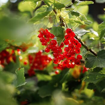 Redcurrant Plants, 'Red Lake', 3 of 5