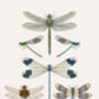 'Dragonflies And Damselflies' Fine Art Print, thumbnail 3 of 3