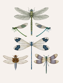 'Dragonflies And Damselflies' Fine Art Print, 3 of 3