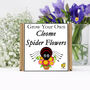 Gardening Gift. Grow Your Own Spider Flowers, thumbnail 2 of 4