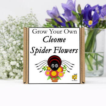 Gardening Gift. Grow Your Own Spider Flowers, 2 of 4