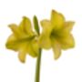 Christmas Amaryllis 'Yellow' Two X Bulb Pack, thumbnail 1 of 5