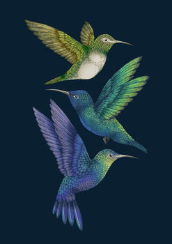 'Antique Hummingbirds Ii Indigo' Fine Art Print, 5 of 5