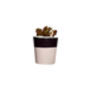 Set Of Three Black Concrete Pots W/Cacti And Succulents, thumbnail 7 of 7