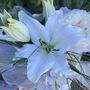 White Lily Gift Bouquet, thumbnail 6 of 10