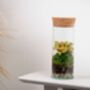 Closed Ready Made Terrarium | 'Seville', thumbnail 3 of 6