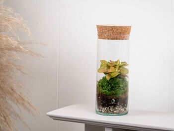 Closed Ready Made Terrarium | 'Seville', 3 of 6