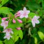 Weigela Plants 'Florida Purpurea', thumbnail 1 of 6