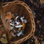 Autumn Foraging Walk For One In The South Downs, thumbnail 11 of 11