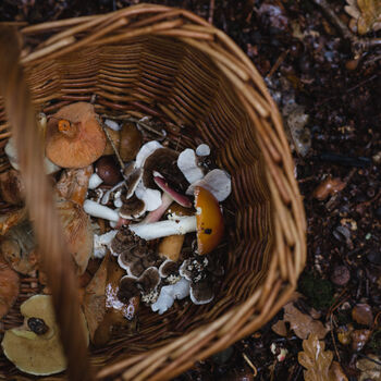 Autumn Foraging Walk For One In The South Downs, 11 of 11