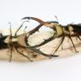 Male Male Competition In Indonesian Stag Beetles Insect Bug Entomology Taxidermy Box Frame, thumbnail 3 of 5