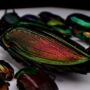 Chromatic Gradient Mosaic Box Frame Entomology Taxidermy Beetle Insect Bug Butterfly Interior Design Modern Home Decor Display Wall Hanging Gift Ornament, thumbnail 3 of 6