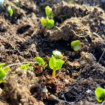 Grow Your Own Radish Seeds Gift Set, 3 of 4