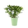 White Rhododendron Flowering Shrub In 5 L Pot, thumbnail 5 of 7