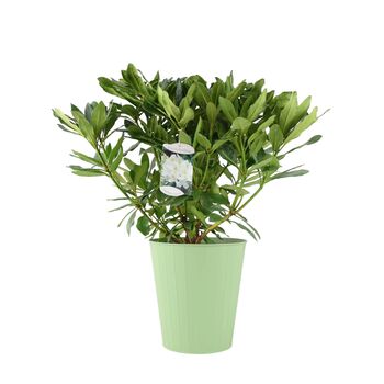 White Rhododendron Flowering Shrub In 5 L Pot, 5 of 7