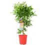 Citrus Clementine Tree – 5 L Pot Fruiting Plant, thumbnail 1 of 5