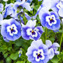 Flowers Viola 'Delf Blue' 20 X Plant Pack, thumbnail 2 of 5