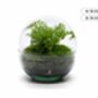 Terrarium Kit With Fern For Beginners | 'Galway', thumbnail 5 of 9