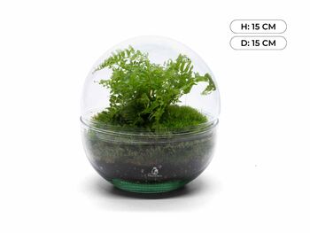 Terrarium Kit With Fern For Beginners | 'Galway', 5 of 9