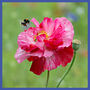 Bumblebee Seedball Boxes Three Pack Wildflowers, thumbnail 9 of 11