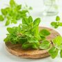 Herb Plants Oregano Two X 9cm Pots, thumbnail 2 of 5