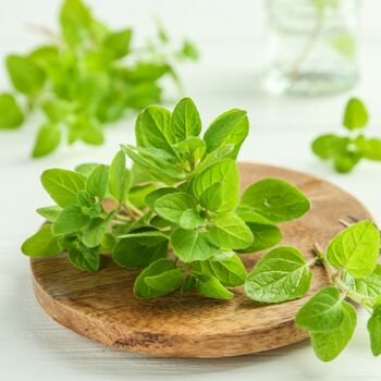 Herb Plants Oregano Two X 9cm Pots, 2 of 5