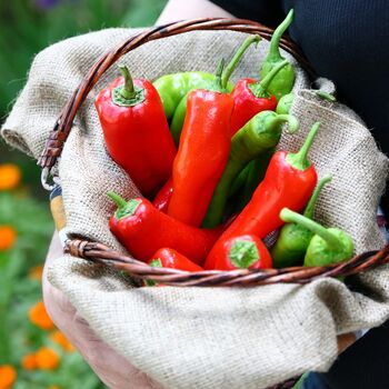 Hot Chilli Plants Mixed 36x Plug Plants, 3 of 8