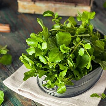 Vegetable Plants Spinach 'Renegade' Plant Pack, 8 of 11