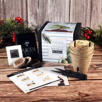 Blue Spruce Bonsai Tree Growing Kit, 2 of 11