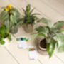Indoor Plant Year Subscription, thumbnail 4 of 8