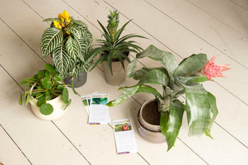 Indoor Plant Year Subscription, 4 of 8