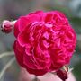 Rose Plants Climbing Rose 'Pink Perpetue', thumbnail 6 of 8