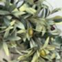 Olive Wreath, thumbnail 2 of 2
