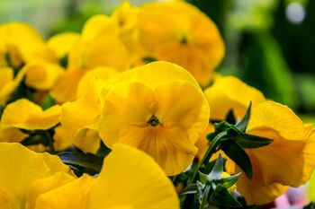 Pansy 'Pure Yellow' 20 X Full Plant Pack, 3 of 4