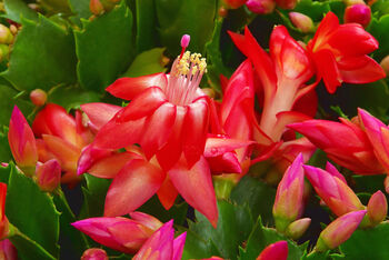 Christmas Cactus Multipack Three X Plants 13cm Pots, 2 of 10