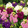 Flowers Stocks 'East Lothian' 12 X Plant Pack, thumbnail 3 of 6