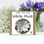 Gardening Gift. Grow Your Own White Musk, thumbnail 1 of 3