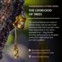 Frankincense And Myrrh Roll On, thumbnail 7 of 7