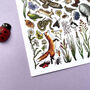 Meadows Wildlife Of Britain Watercolour Postcard, thumbnail 10 of 12