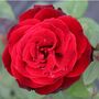Rose Floribunda Remembrance One X Plant In A Five L Pot, thumbnail 1 of 5