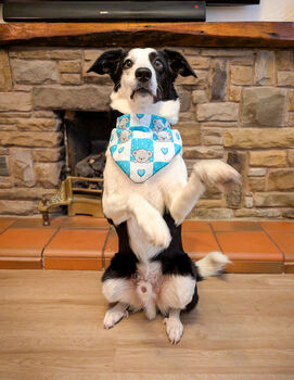 Blue Love Bug Bear Dog Bandana, 8 of 8